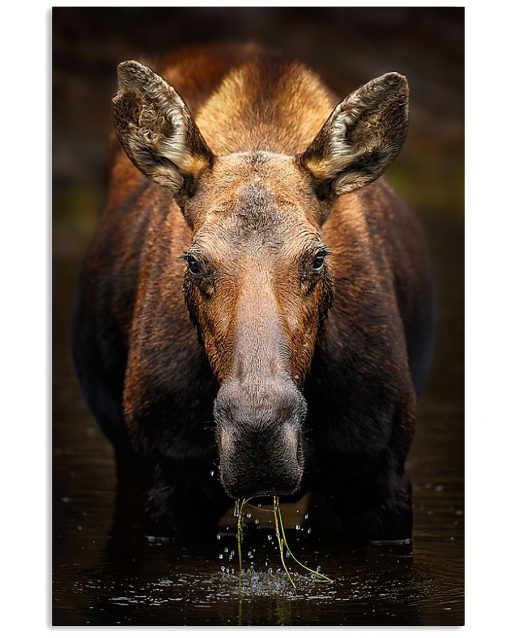Moose Female Face Poster