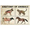 Anatomy Of Animals Poster