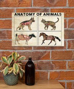Anatomy Of Animals Posterx