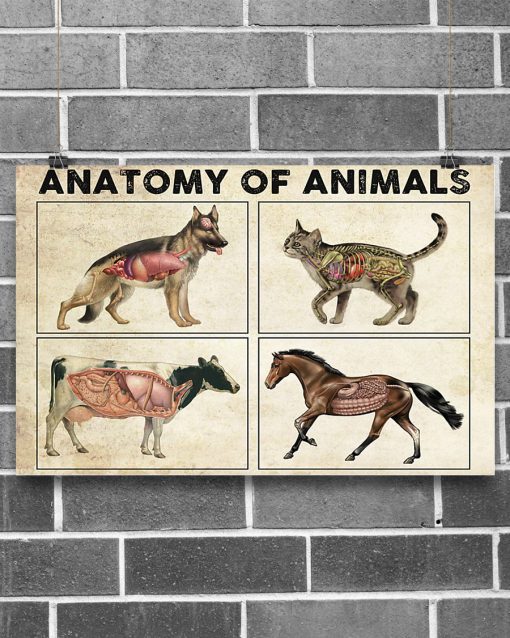 Anatomy Of Animals Posterz